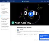 Biology: B Lymphocytes (B cells)