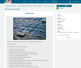 Anatomy and Physiology, Energy, Maintenance, and Environmental Exchange, The Urinary System