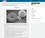 Anatomy and Physiology, Fluids and Transport, The Cardiovascular System: Blood