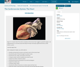Anatomy and Physiology, Fluids and Transport, The Cardiovascular System: The Heart