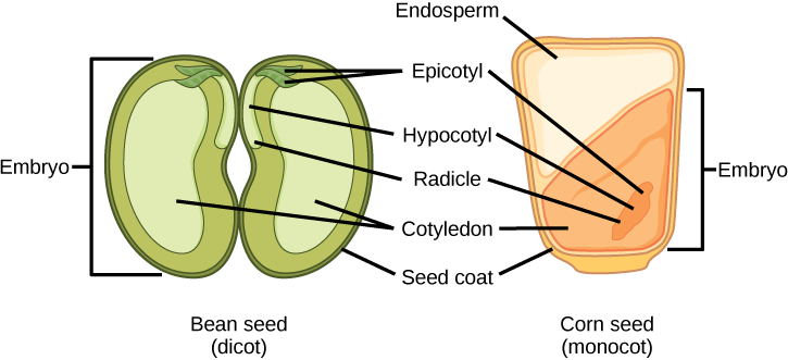 Angiosperm Structure