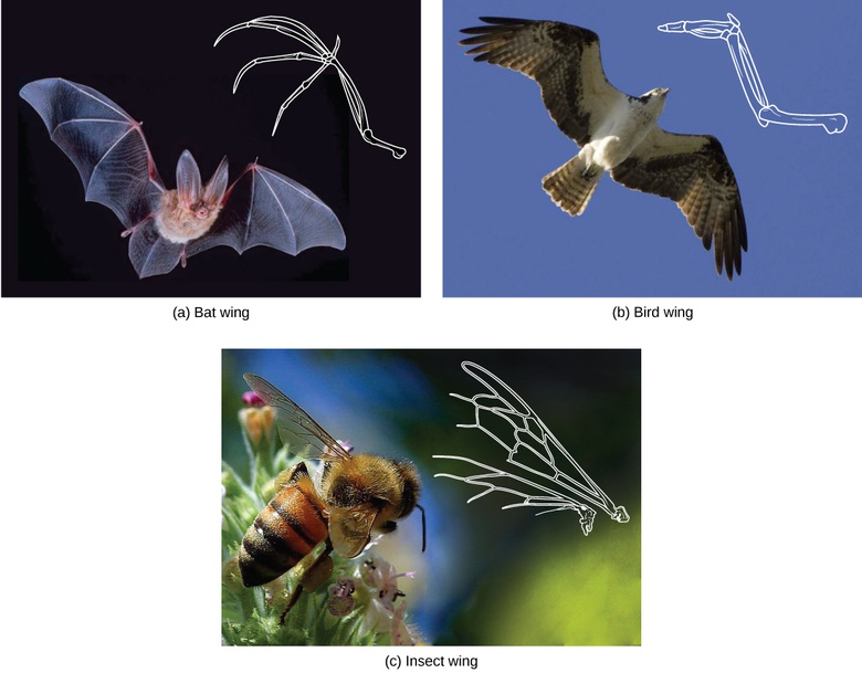 Determining Evolutionary Relationships