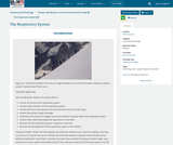 Anatomy and Physiology, Energy, Maintenance, and Environmental Exchange, The Respiratory System