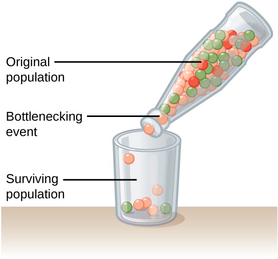 Population Genetics