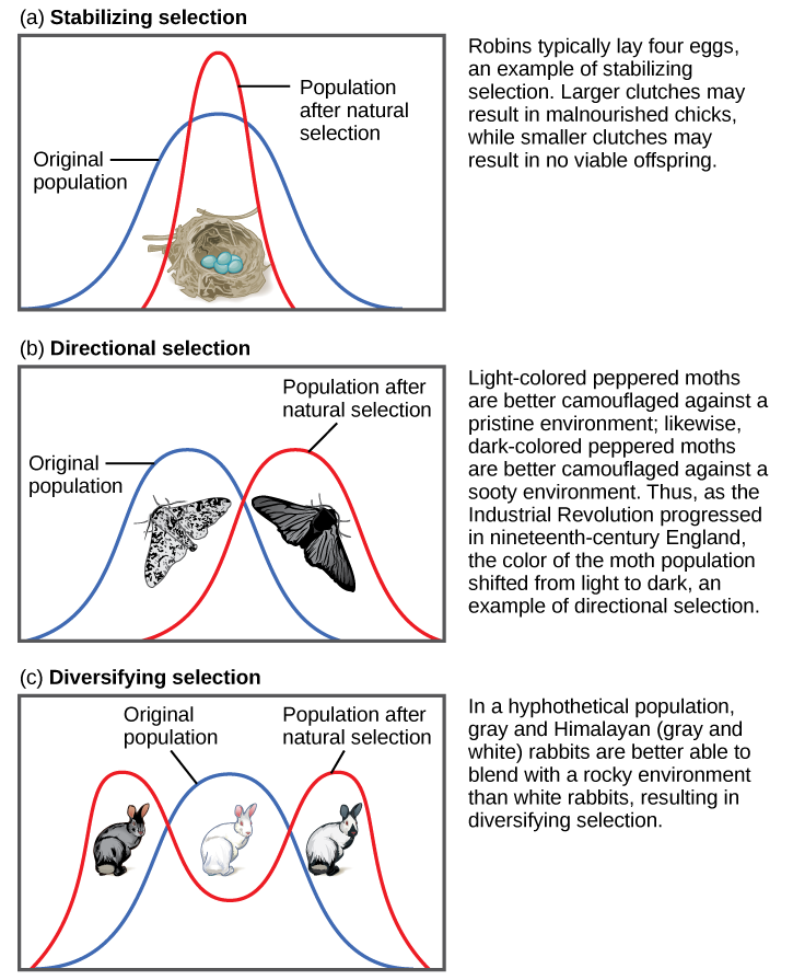 Adaptive Evolution