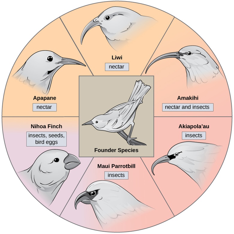 Formation of New Species