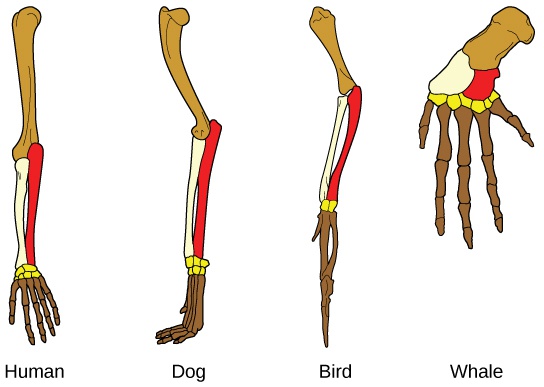 Understanding Evolution